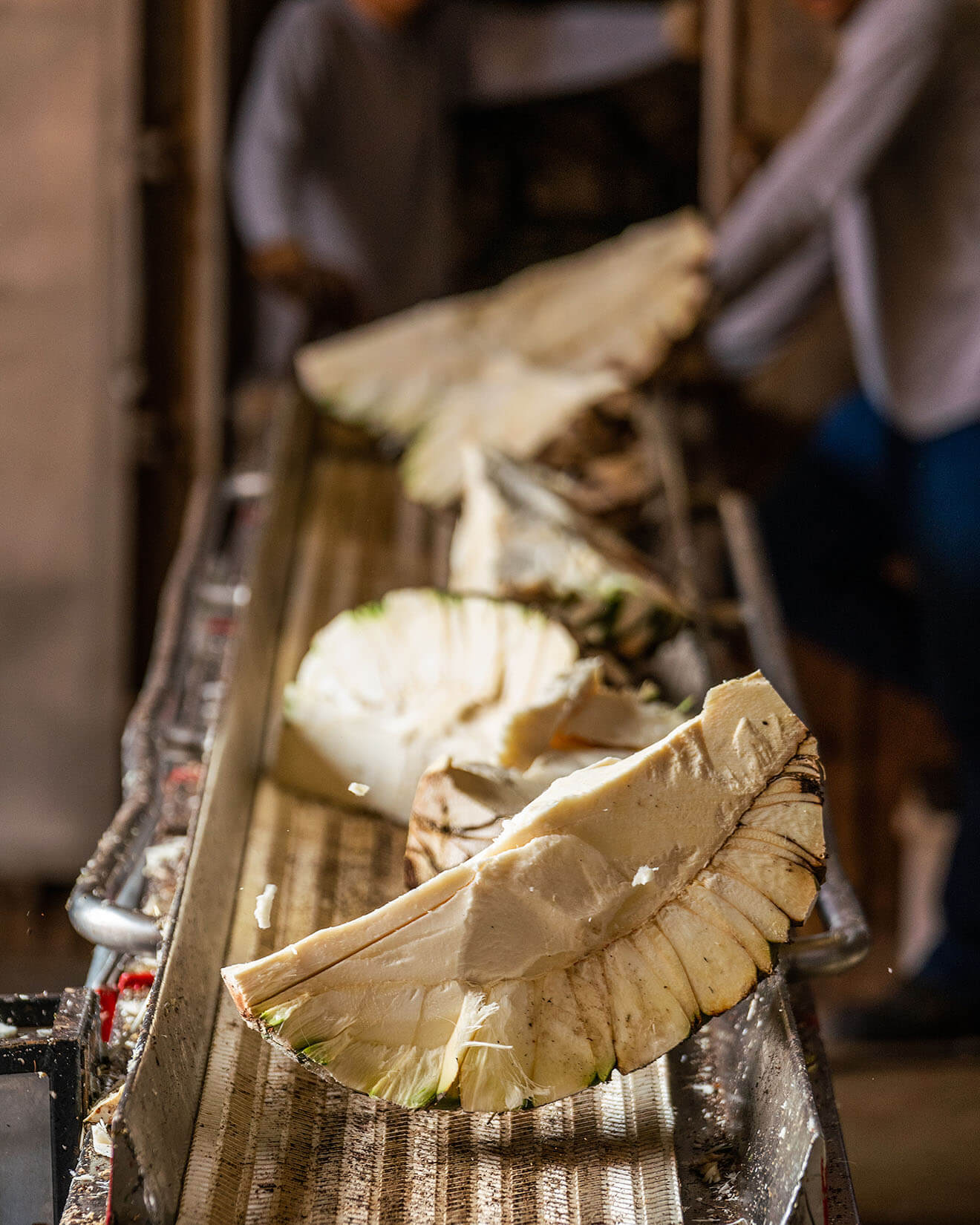 Agave Being Produced for Patrón Tequila