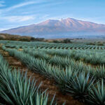 Agave Fields Mountain View
