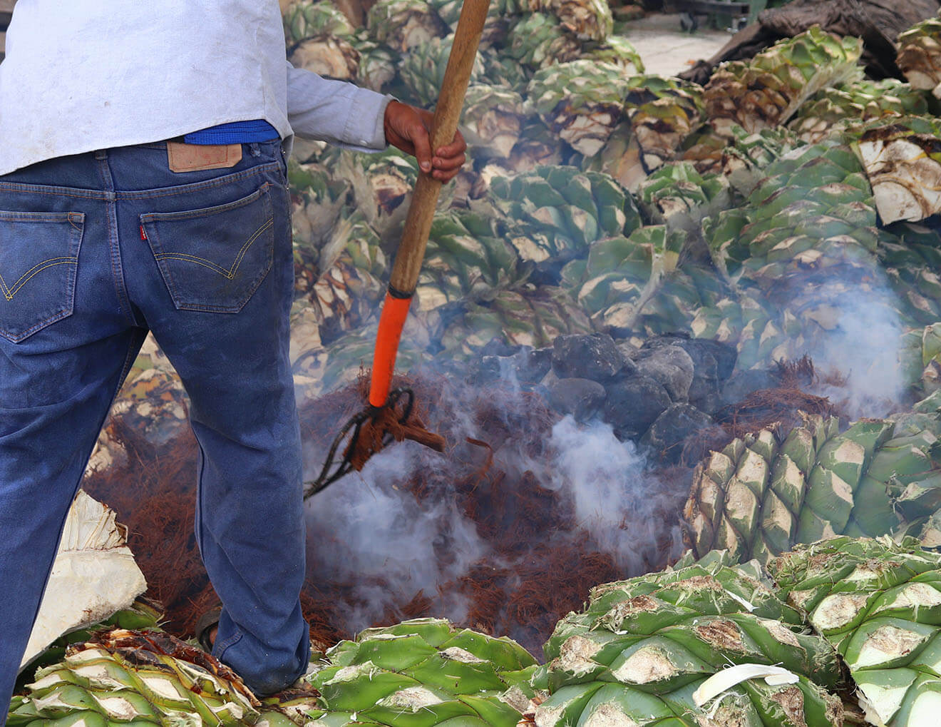 Agave Farming
