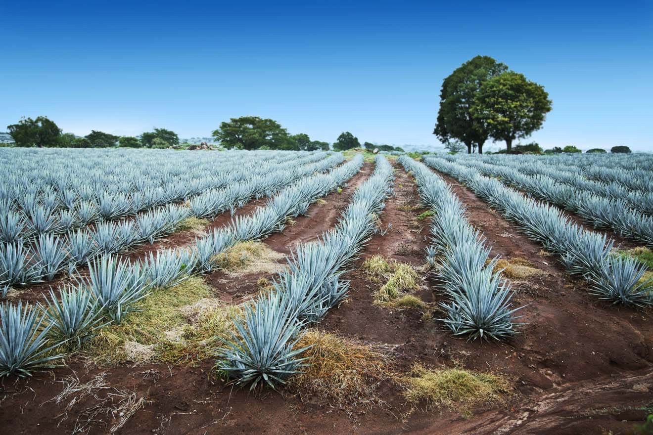 Agave Field
