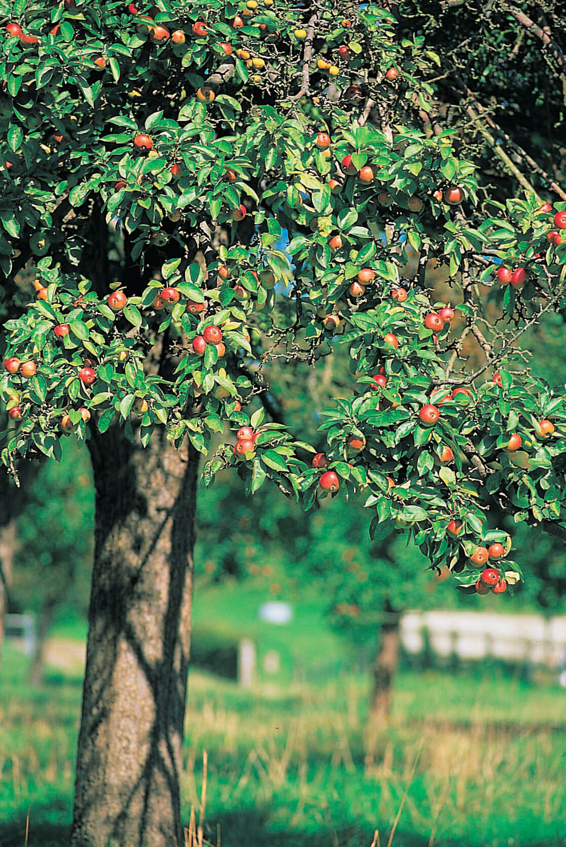 Apple Trees Boulard