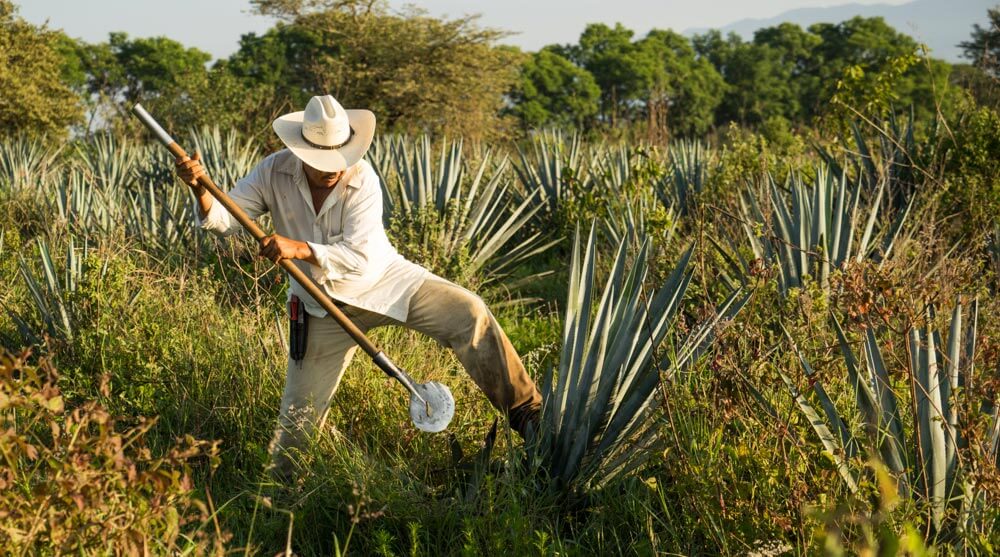 Azuñia Tequila Jimador in Agave Fields at Harvest