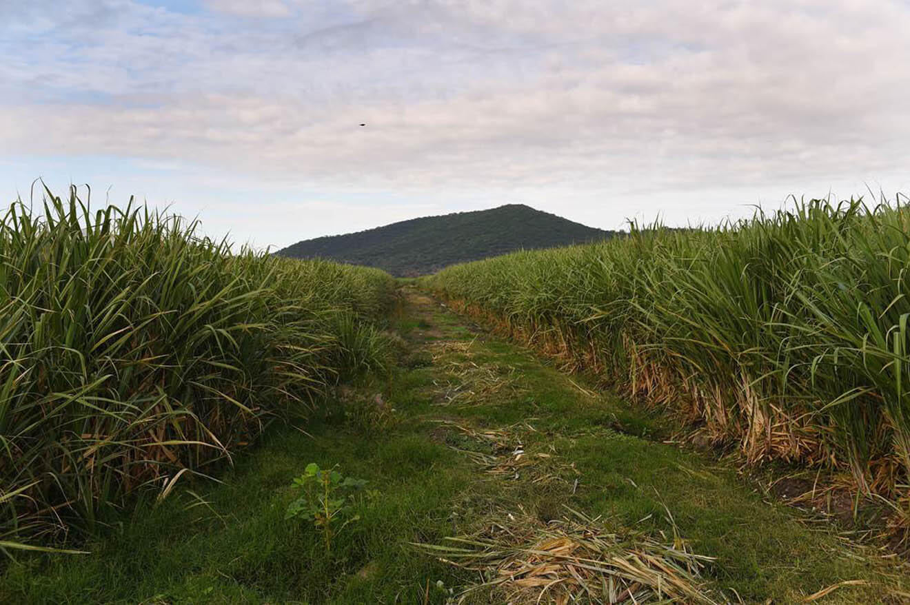 Bacardi Facundo Sugar Cane Fields