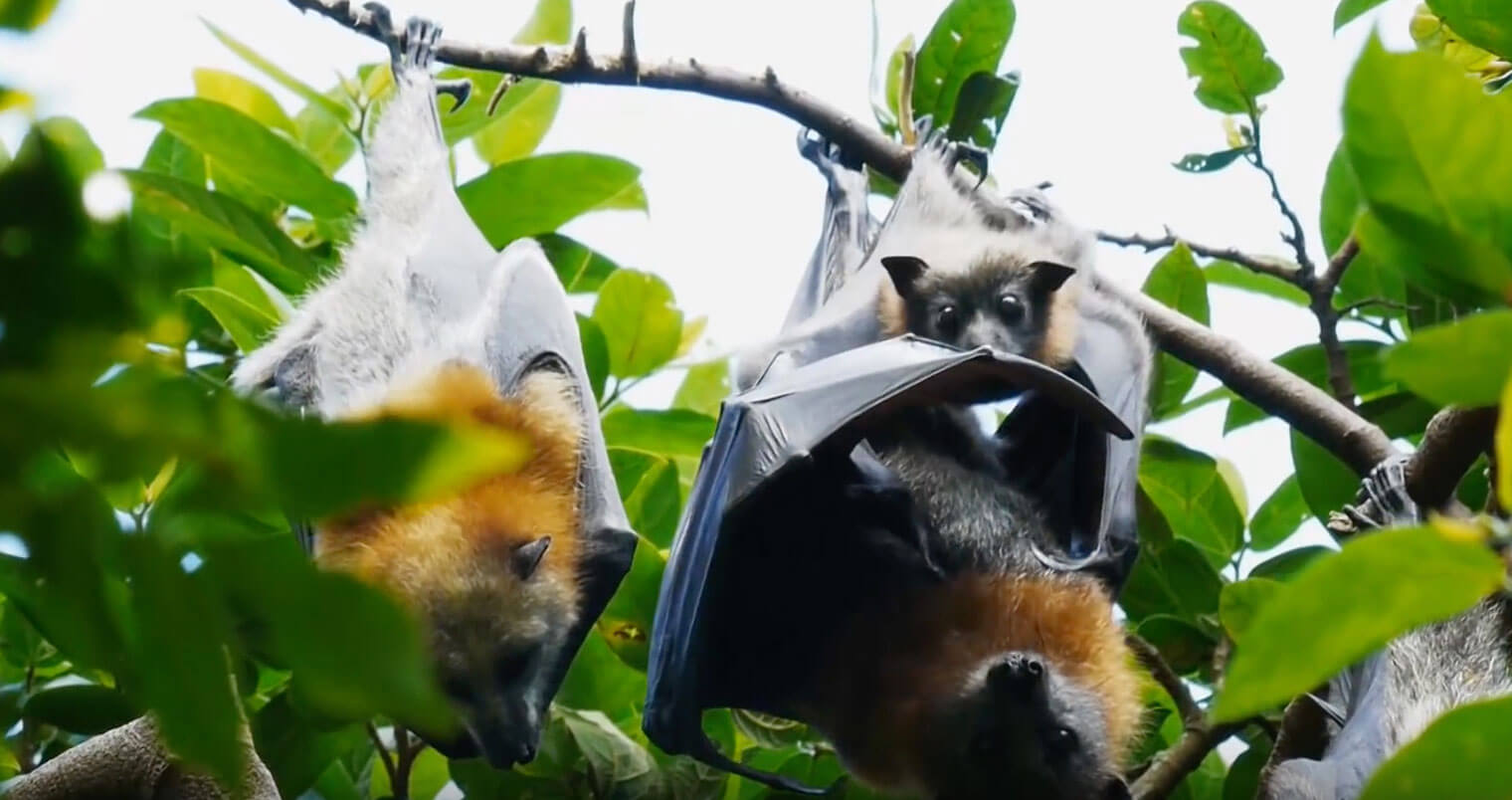 BACARDÍ Installs Bat Caves at Bottling Plant to Save Bats, featured image