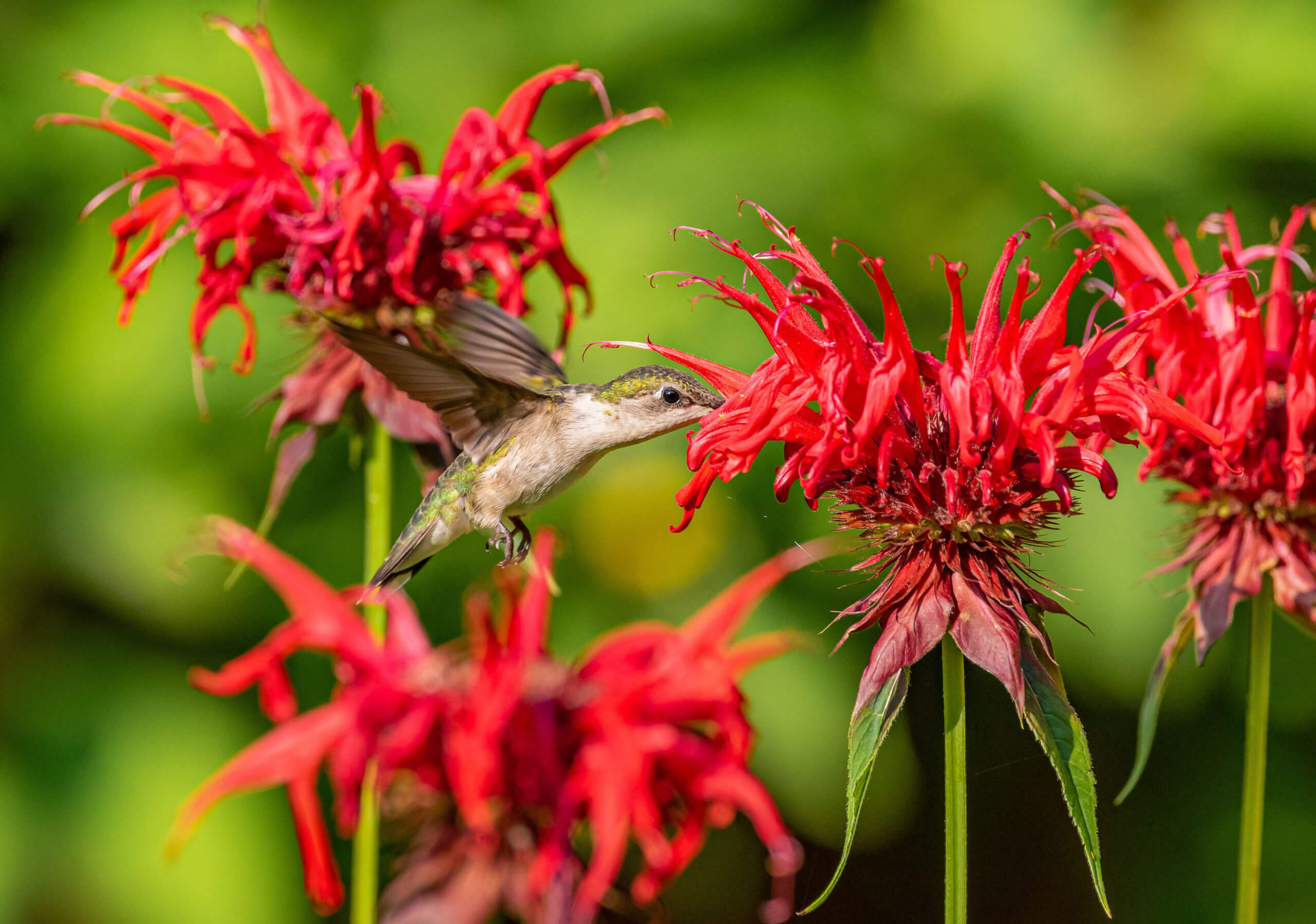 Bee Balm