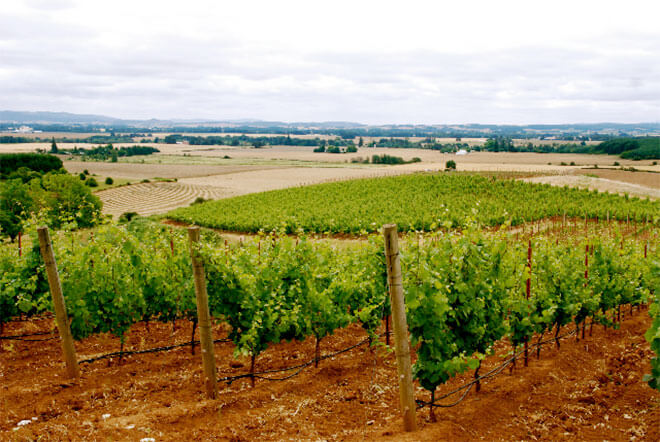 Brittan Vineyards full view