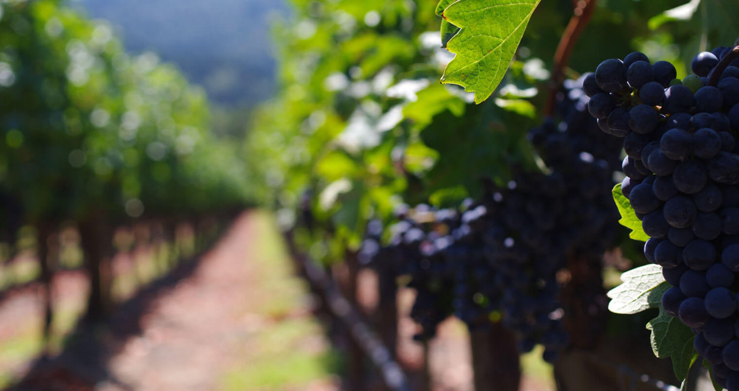 Cabernet Grapes by Michal Parzuchowski, featured image