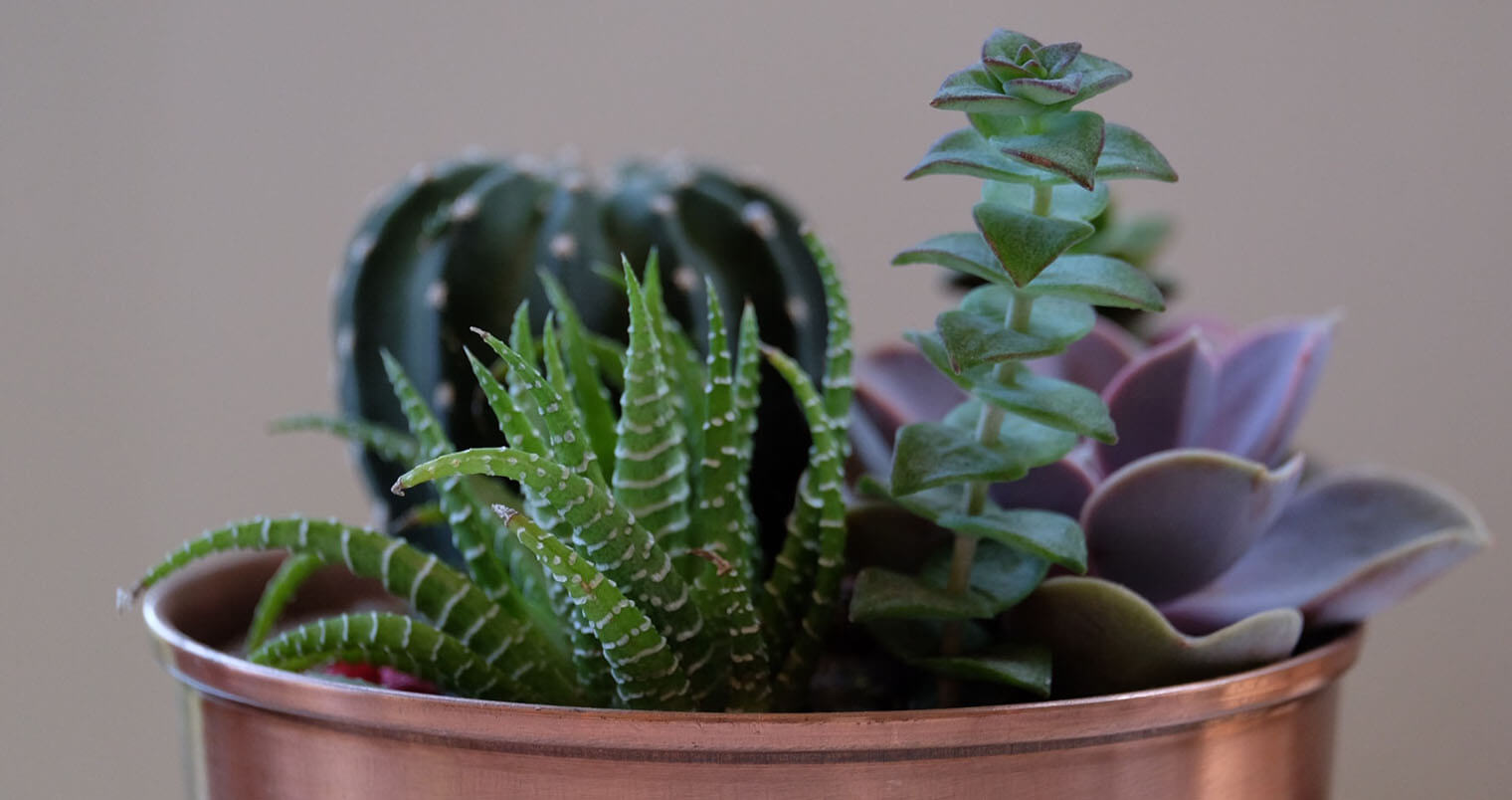 Cactuses, featured image