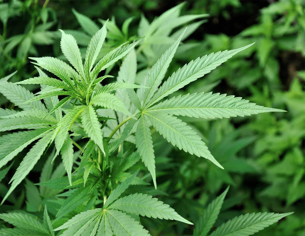 Cannabis Leaves