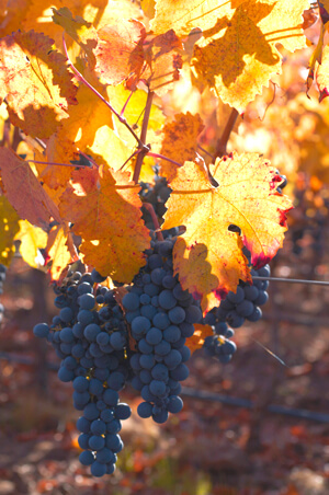Carmenere-Grapes