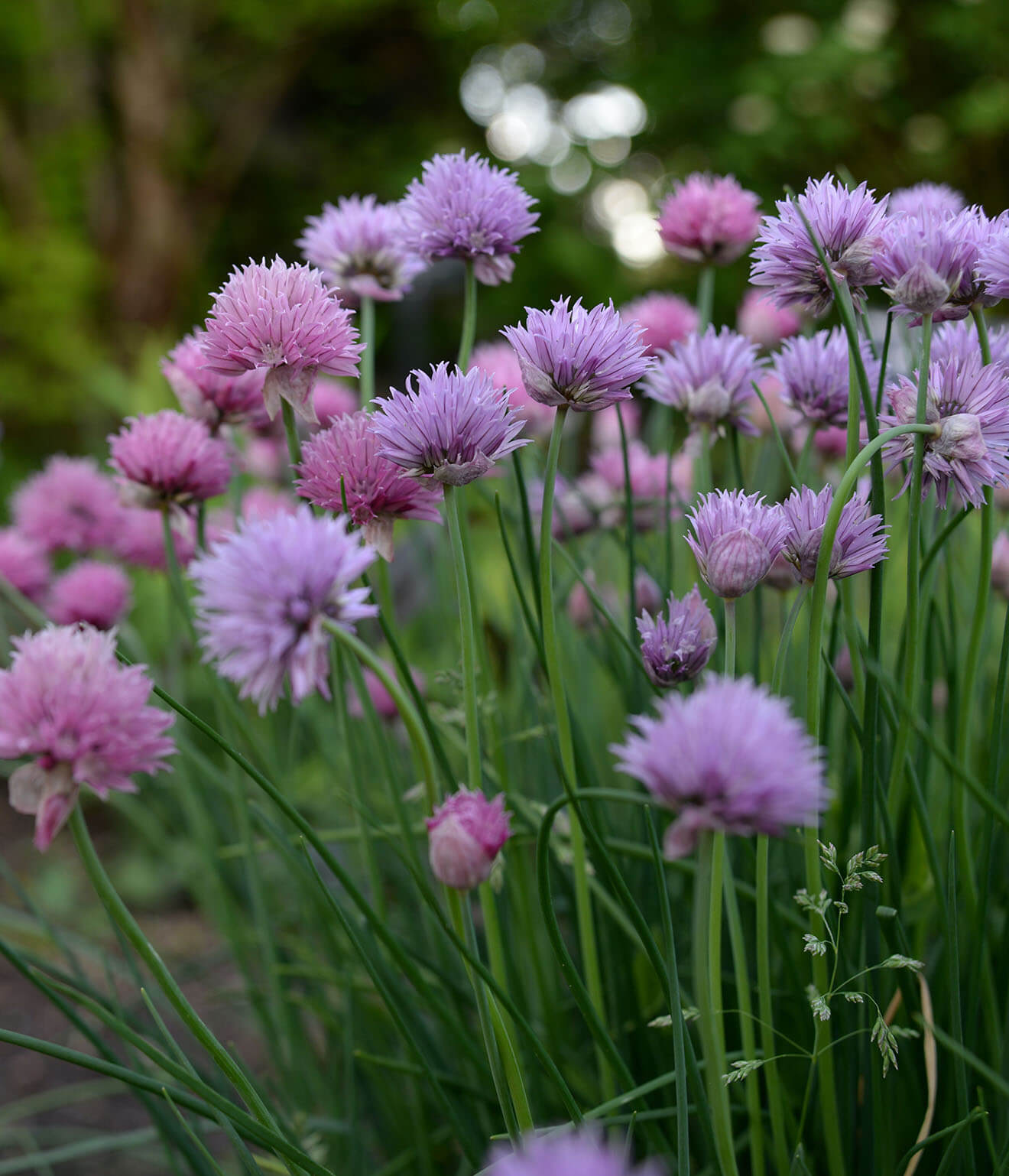 Chive Flowers