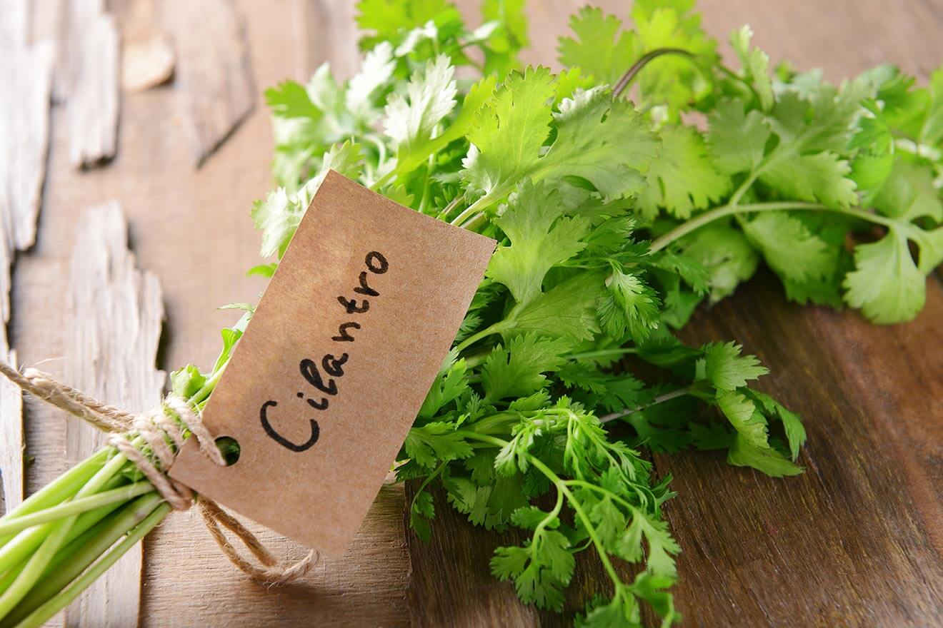 Cilantro sprig with label