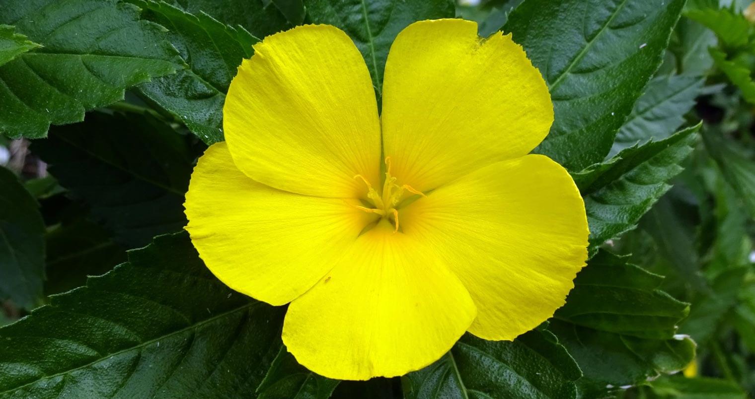 Damiana Plantm flower, featured image