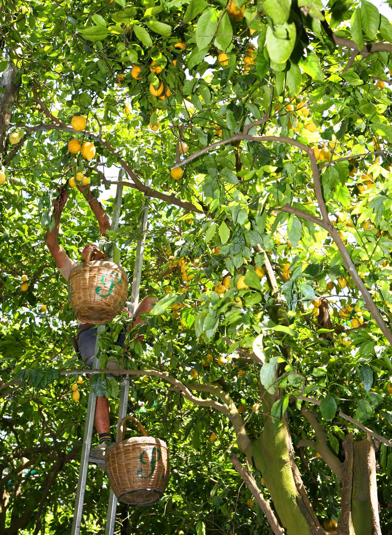 Harvesting Lemons in the Trees, what's chilling right now
