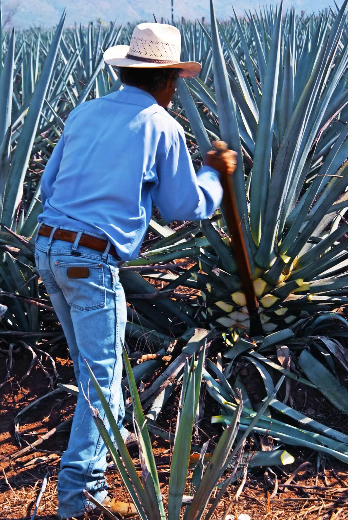 Harvesting Agave