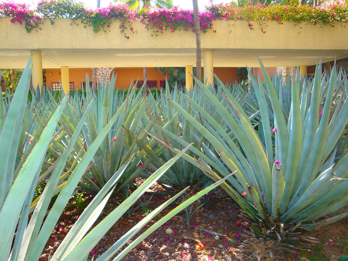 hotel agave fields