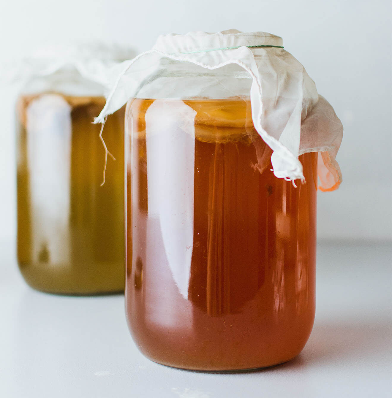 Kombucha Scoby
