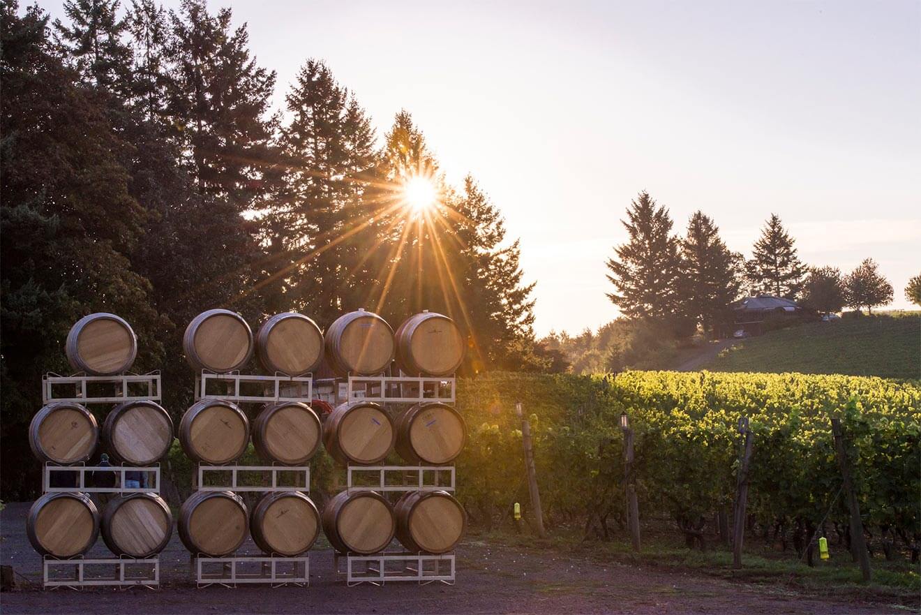 Sun Setting in Kramer Vineyards, barrels