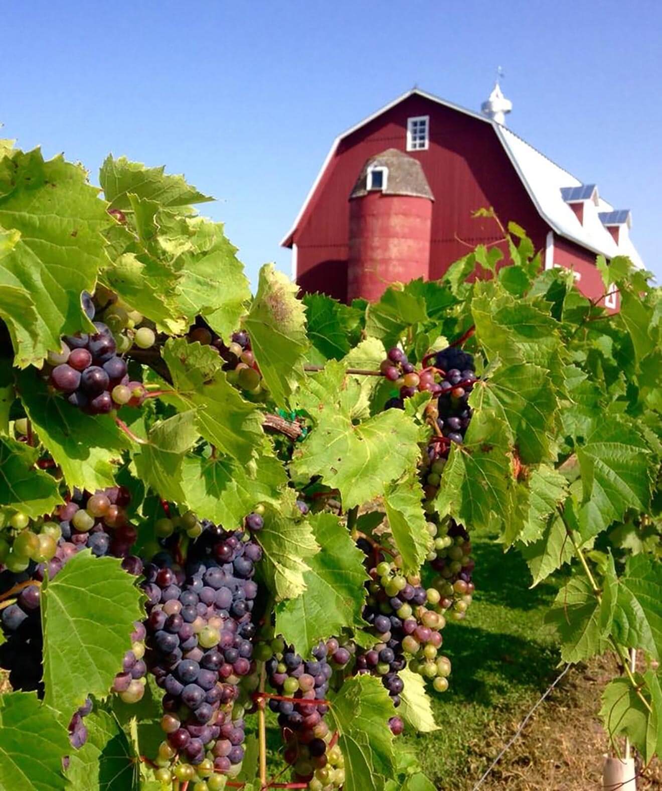 Lautenbach’s Orchard Country Winery, vineyard and barn view