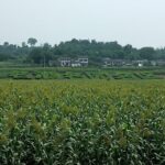Luzhou Laojiao Distillery