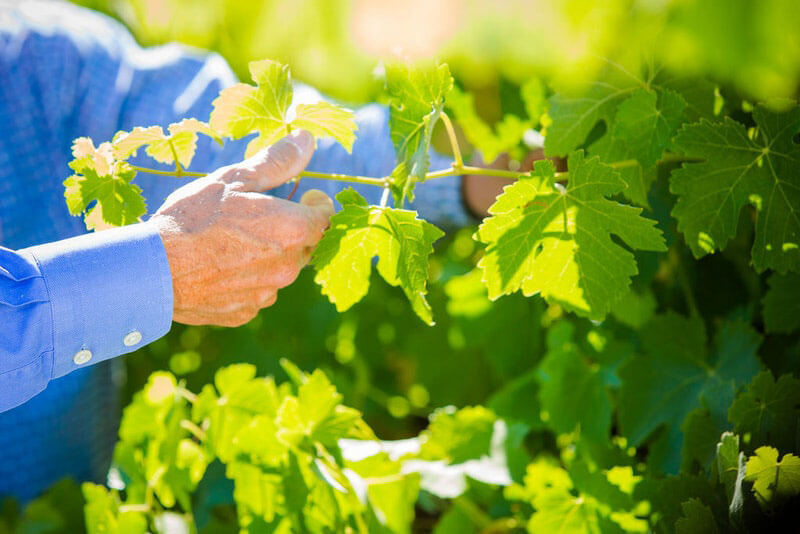 O'Neill's Sustainable Efforts