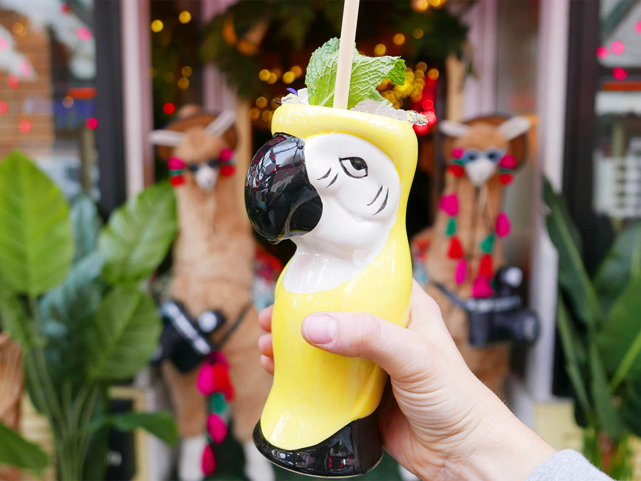 Parrot! At the Discoteca