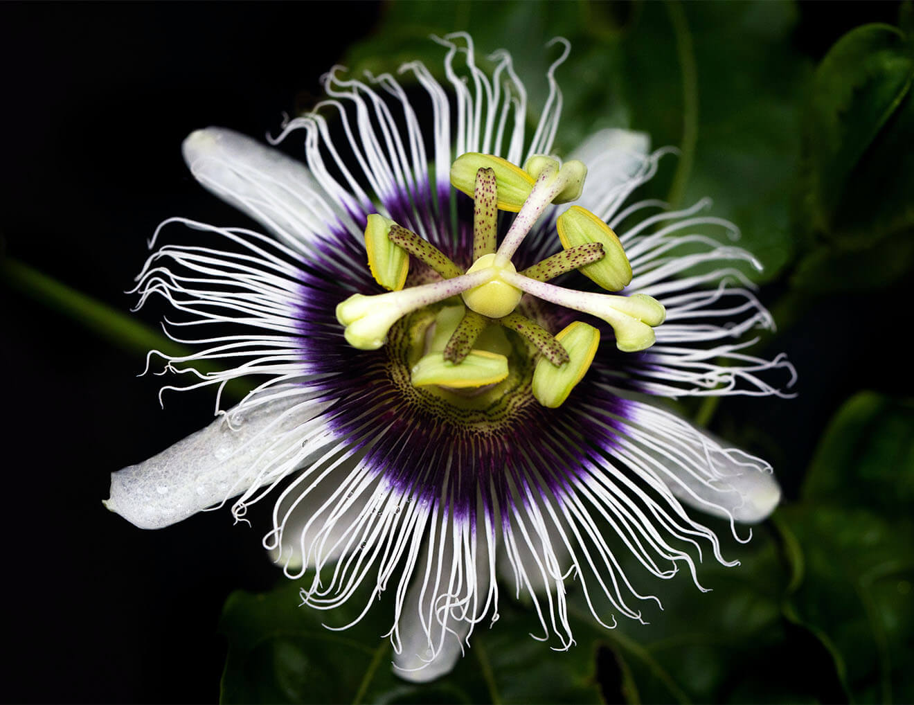 Passion Fruit Flower