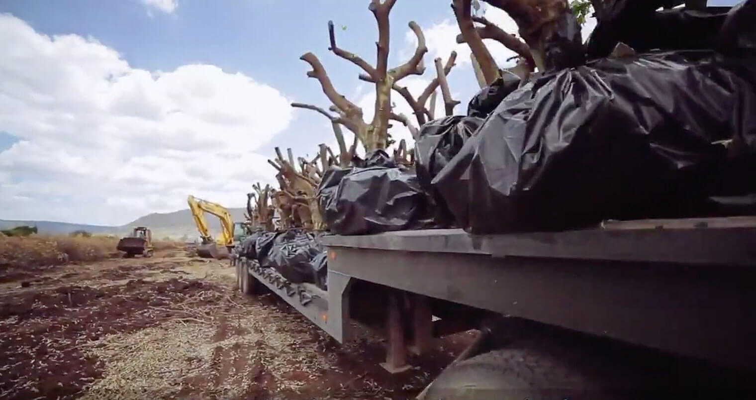 Patrón Tequila Helps Relocate 3,000 Lime Trees, featured image