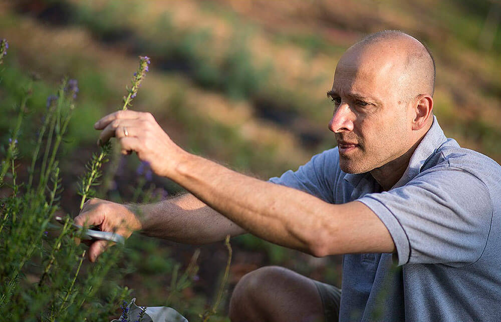 Peter Ahlf Harvesting
