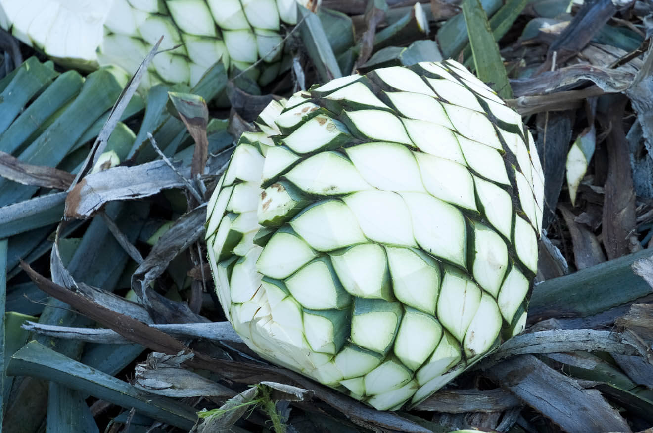 Pina Being Prepared for Tequila