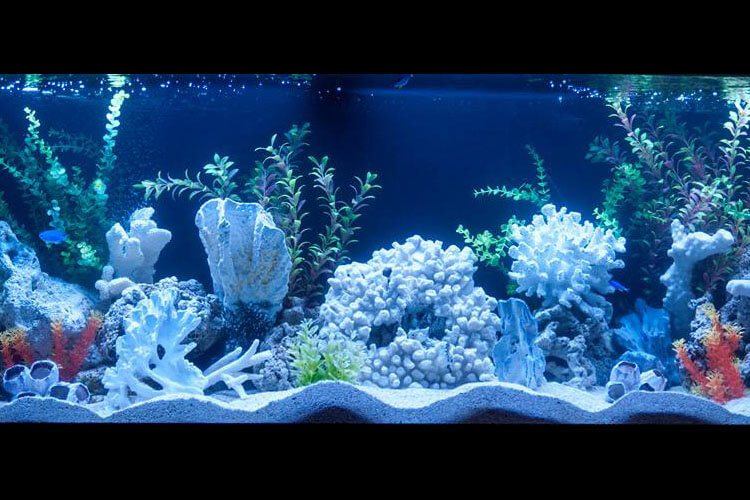 Punch House Aquarium