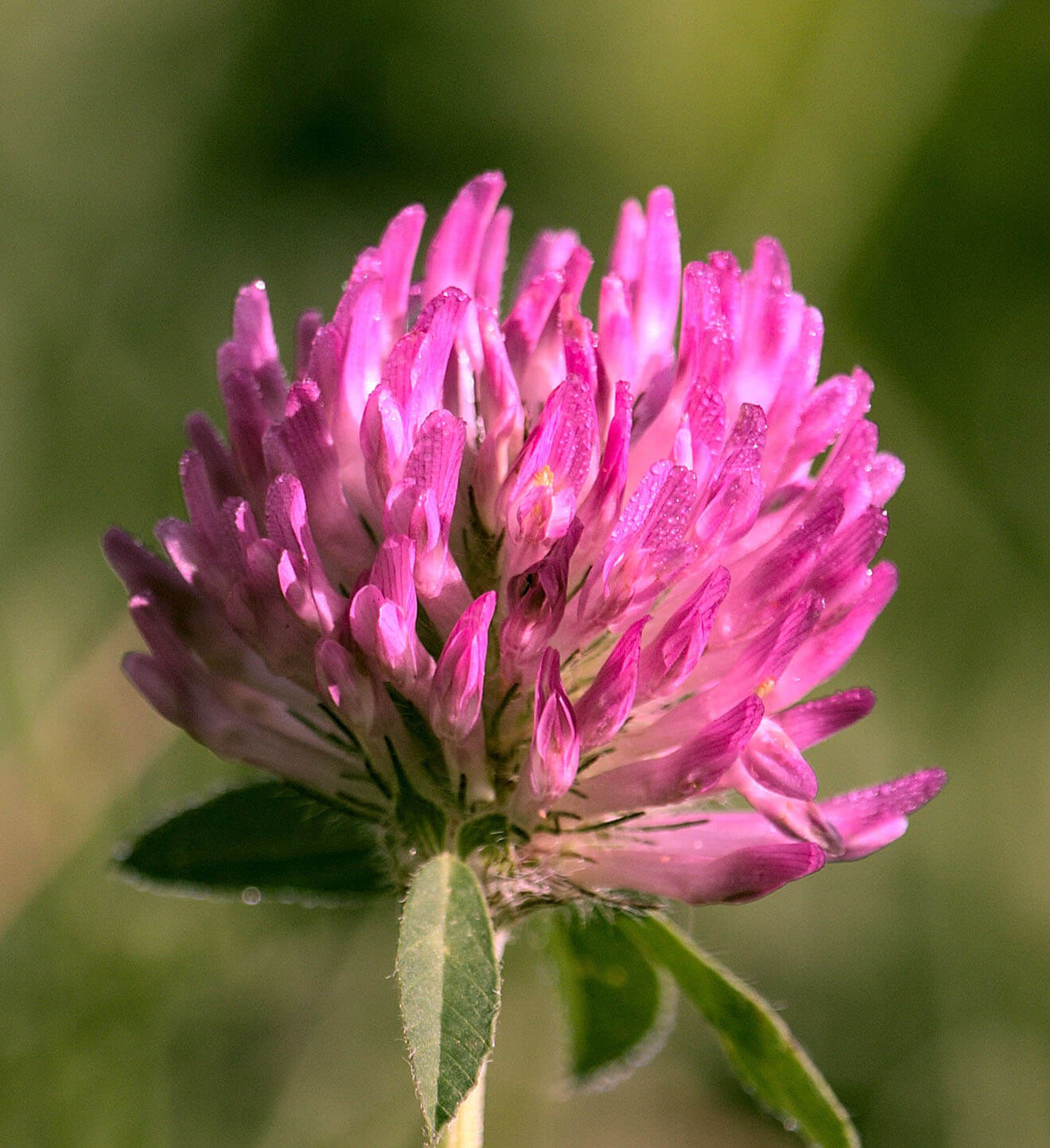 Red Clover