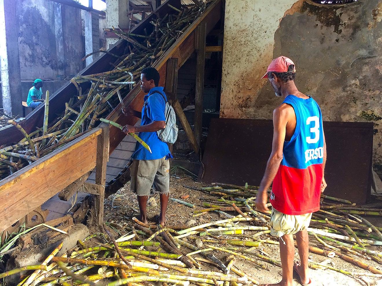 Workers Processing Sugarcane River Antoine Estate Distillery