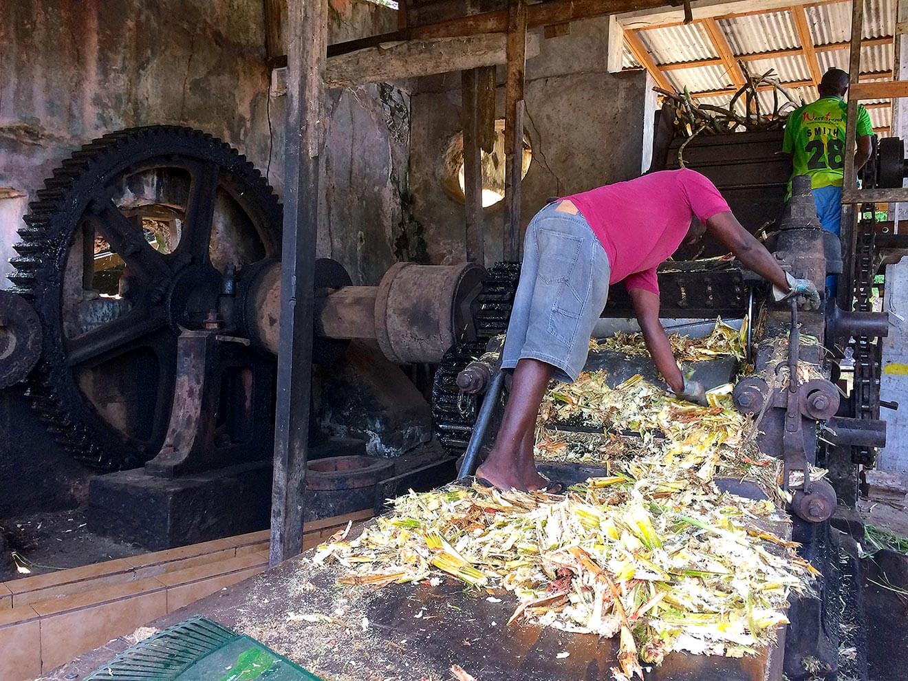 Workers Processing Sugarcane River Antoine Estate Distillery