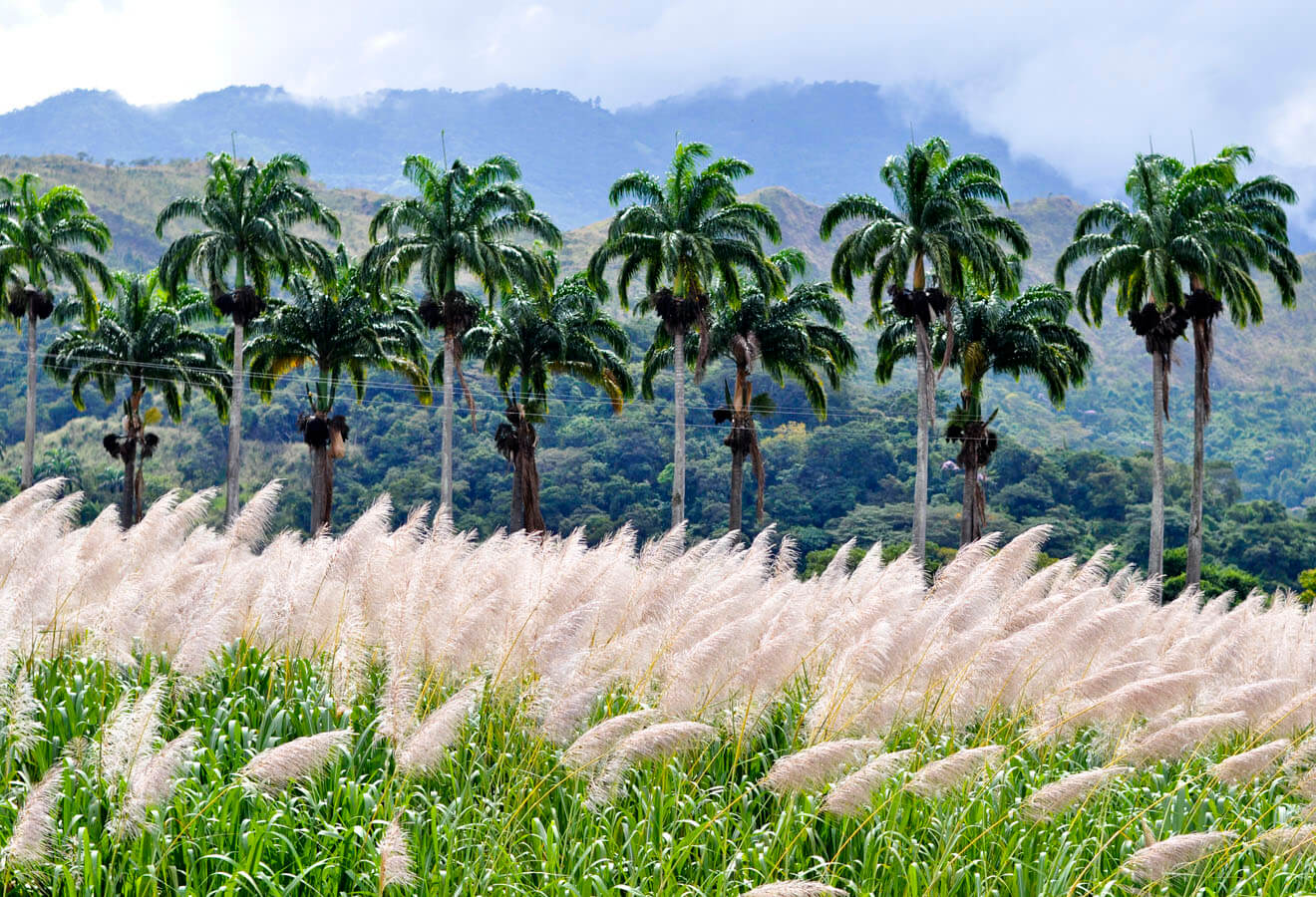 Santa Teresa 1796 Hacienda