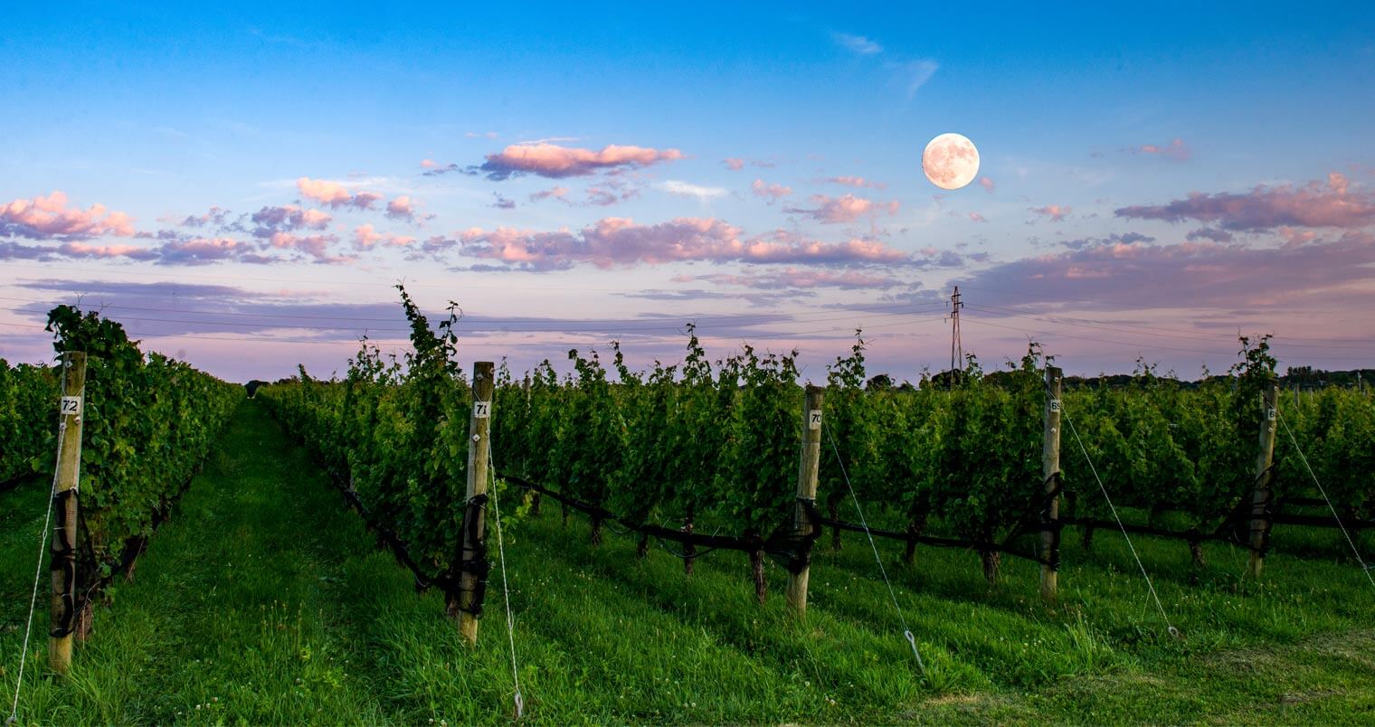 Shinn Estate Vineyard at dusk with moon, featured image