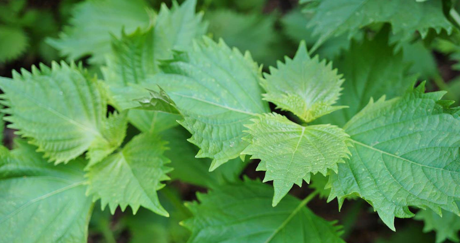 Shiso Leaves, featured image