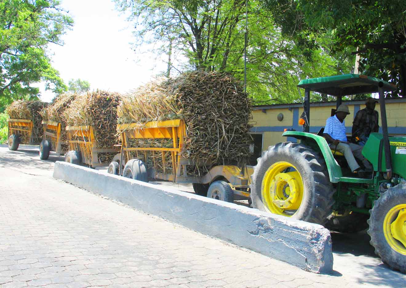 Sugar Cane Being Weighed