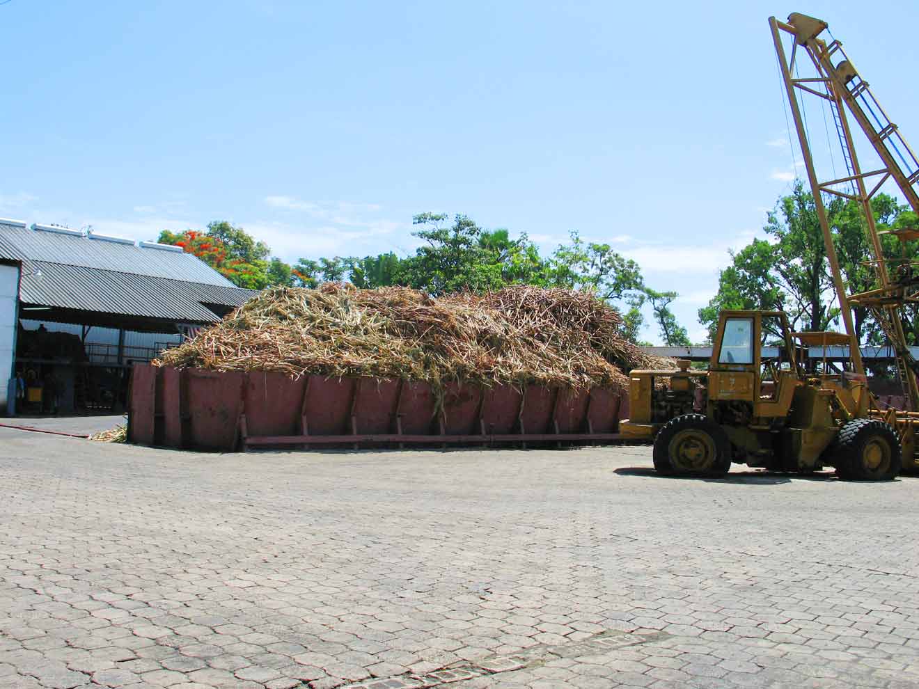 Sugar Cane Stacked for Prepping