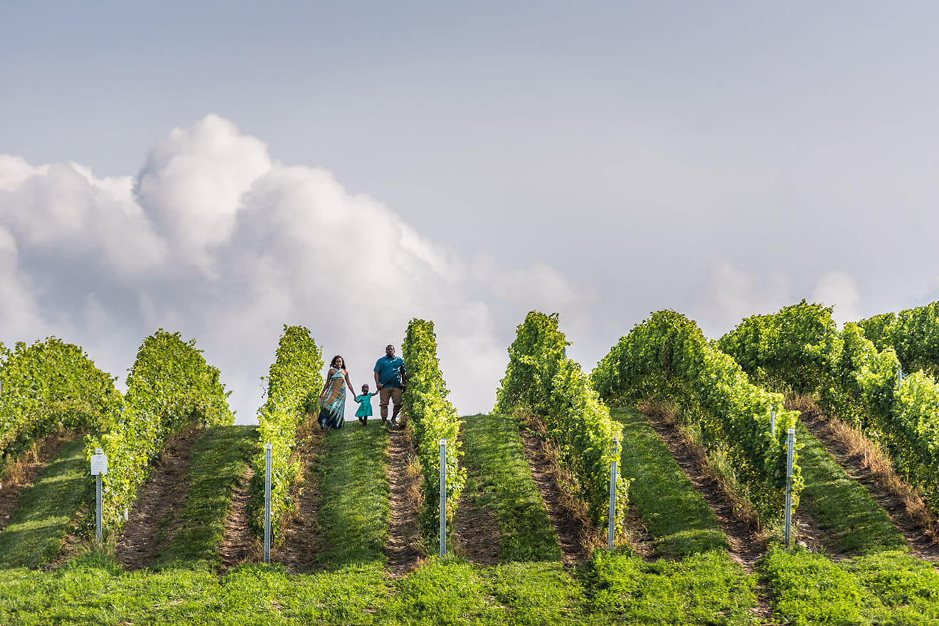 Tanika Family vineyard by Tony Denim