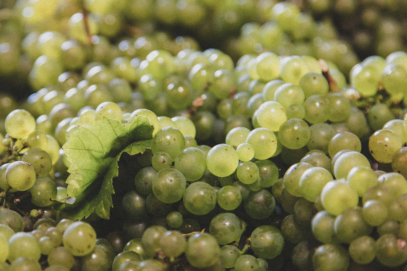 Telmont Grape Harvest