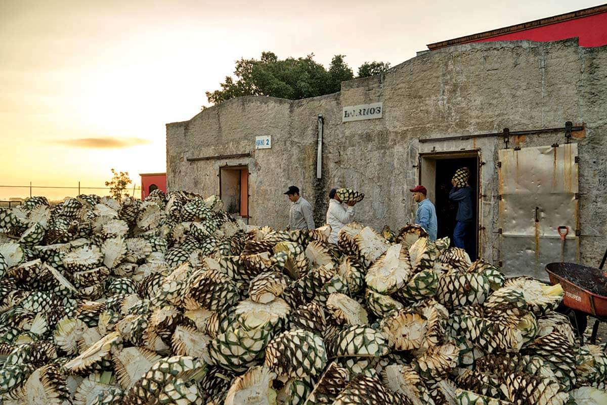 Tequila Production, agave plants harvested in front of building