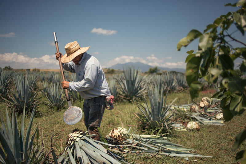 Villa One's Fabrica de Tequilas Finos