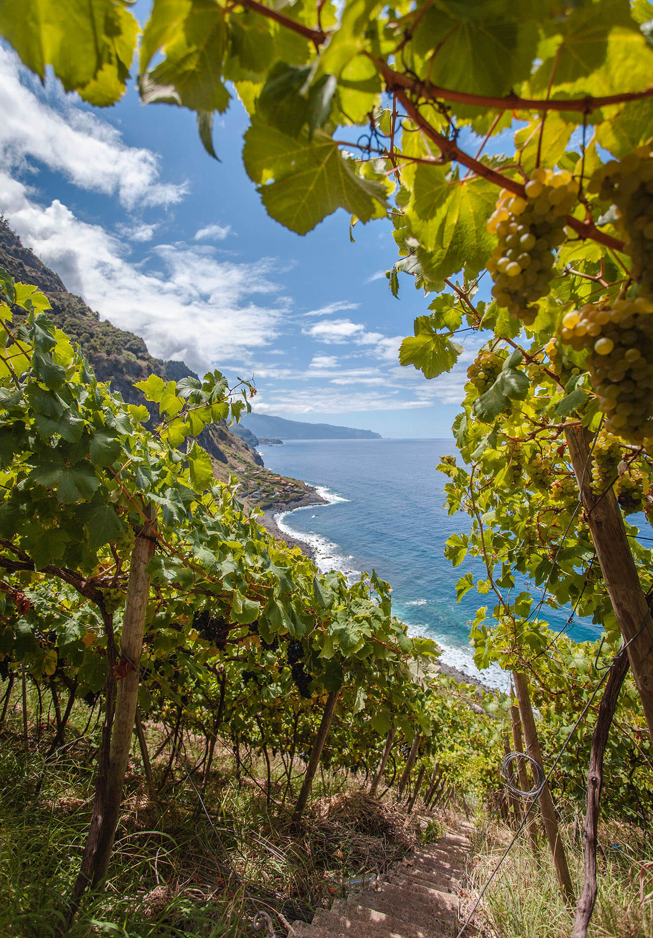Vineyard on the Island of Madeira