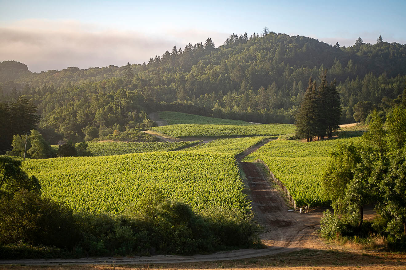 Vineyard Mont LaSalle