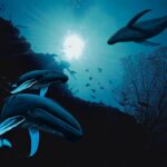 Whale Vision 2000 painting