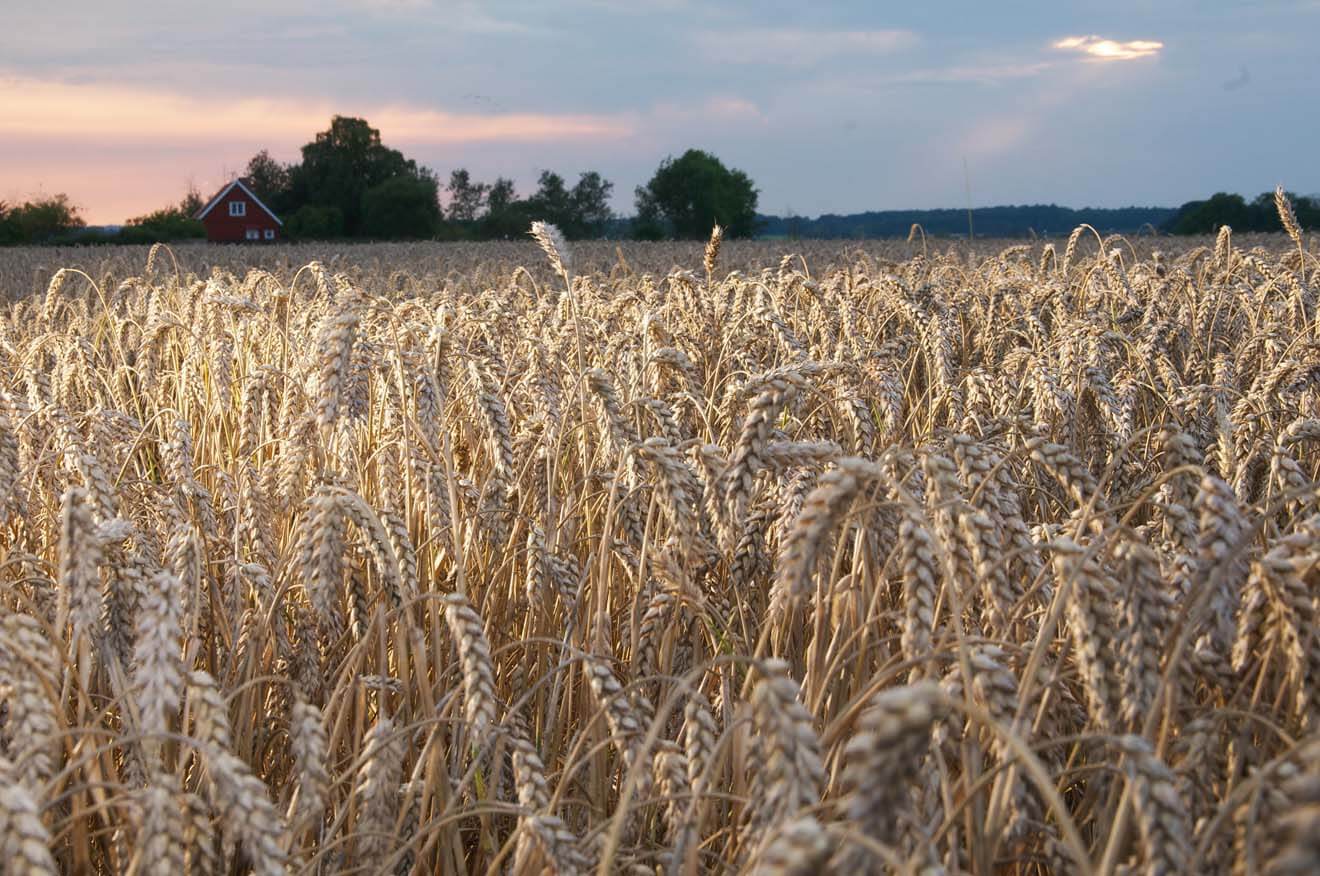 Wheat on Rabelof Estate - Ahus, Sweden
