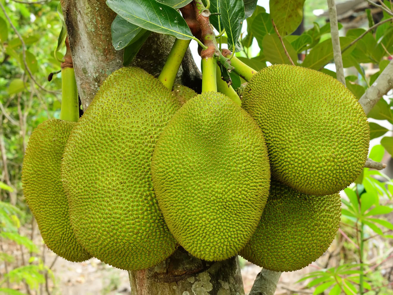Whole Jackfruit