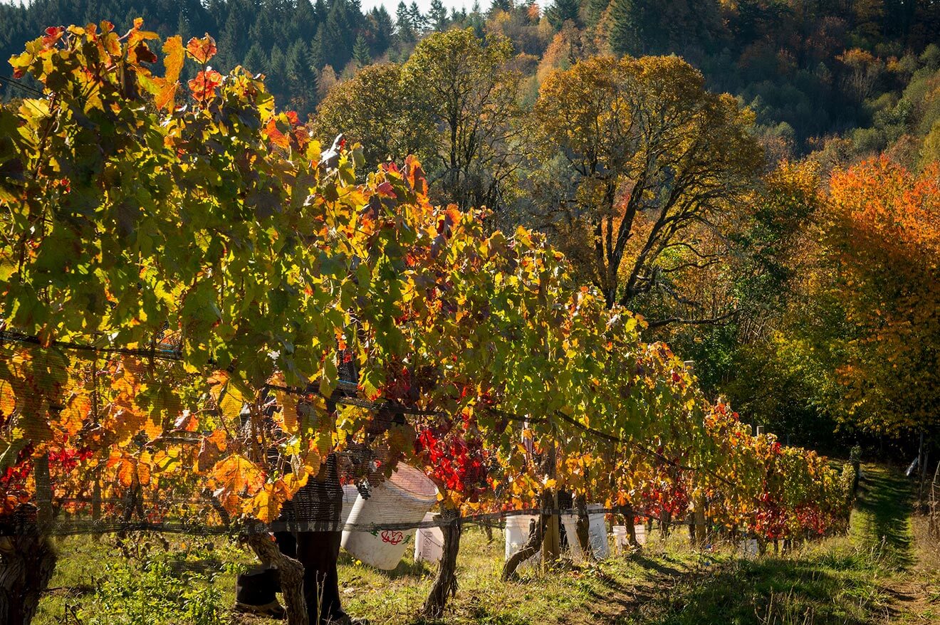 Working in Kramer Vineyards