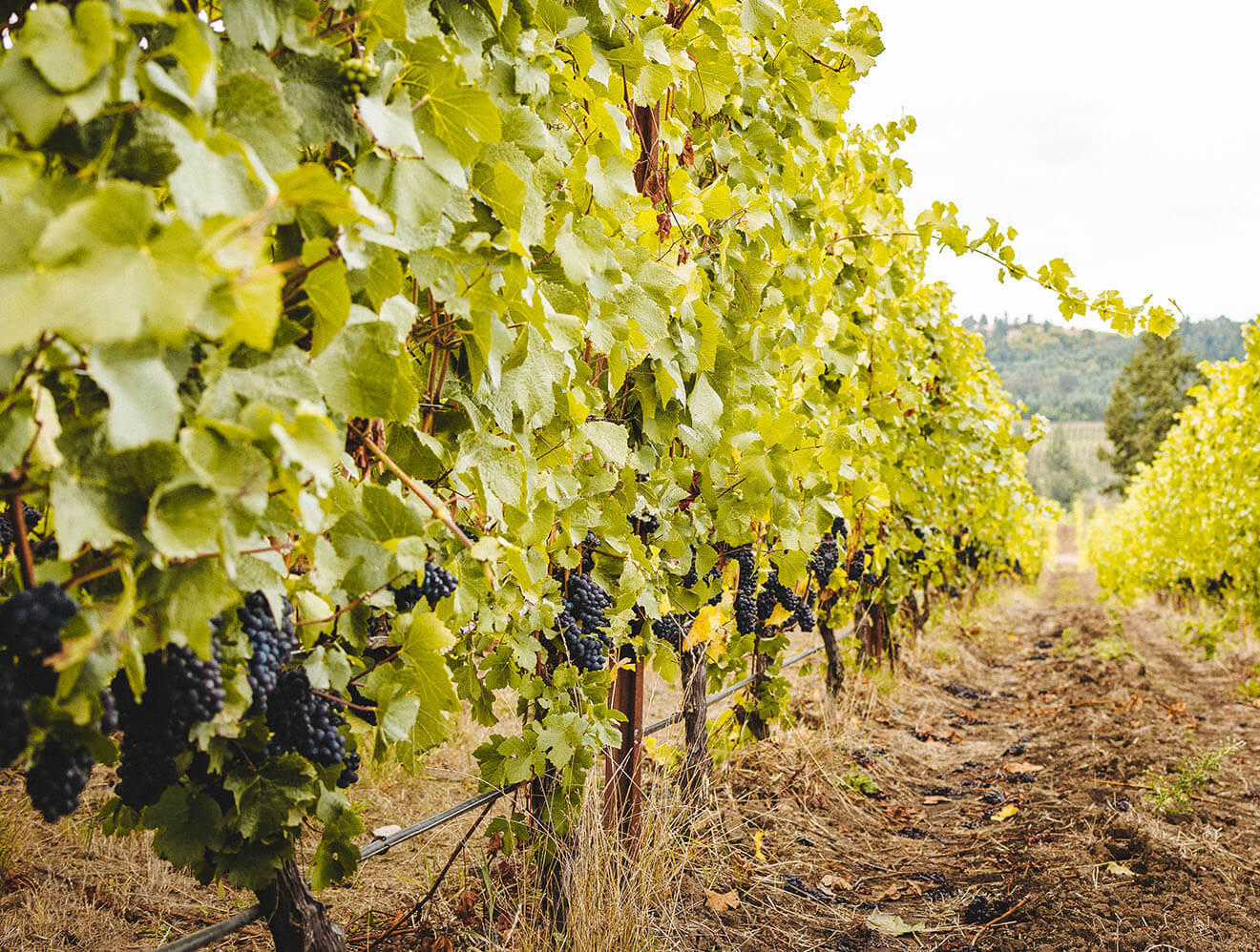 Yamhill - Bethel Heights, vineyard view